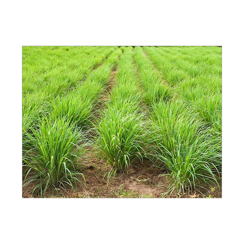 Picture of Lemongrass Leaves - EA