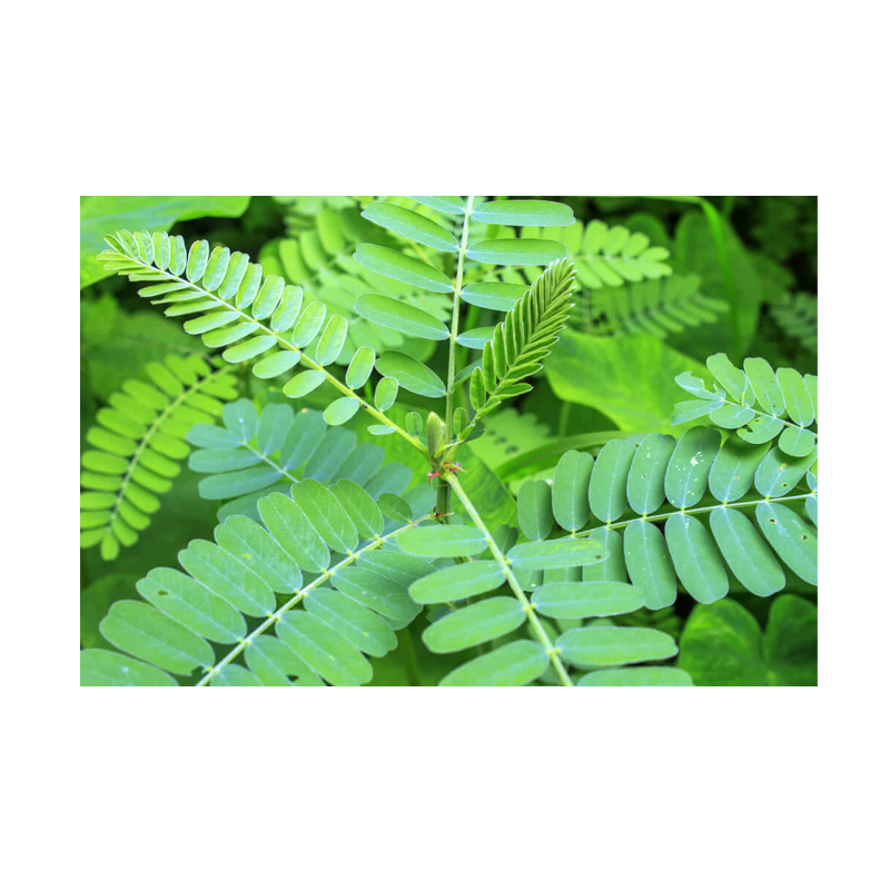 Picture of Ganesh Pooja Pathri Mix Leaves Small