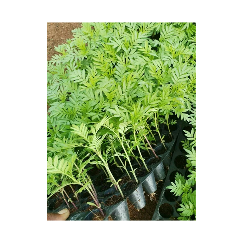 Picture of Fresh Marigold Plant - Ea