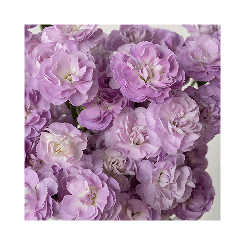 Picture of Fresh Mini Carnation 6 Stems - EA
