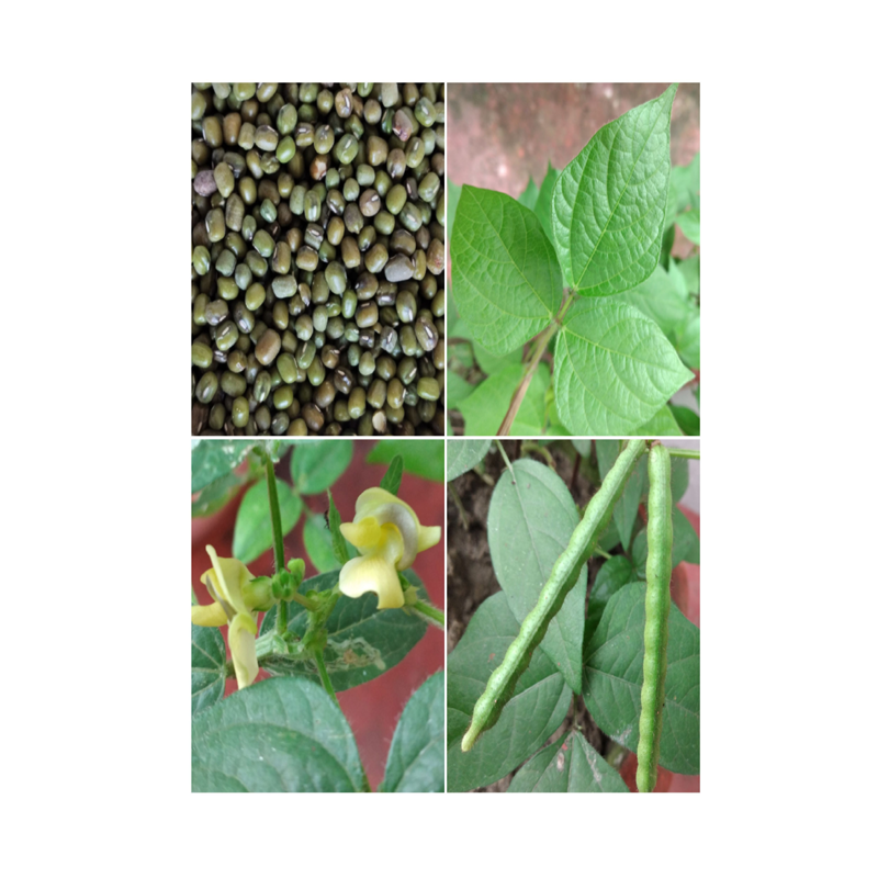 Picture of Plant Moong - EA