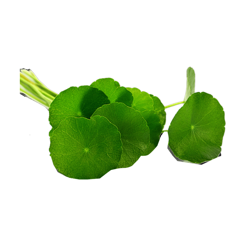 Picture of Asiatica Dry Gotukola Leaves - 50g