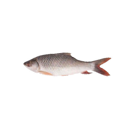 Picture of Ibco Brand Bengal King Rohu Fish FRZ-500g