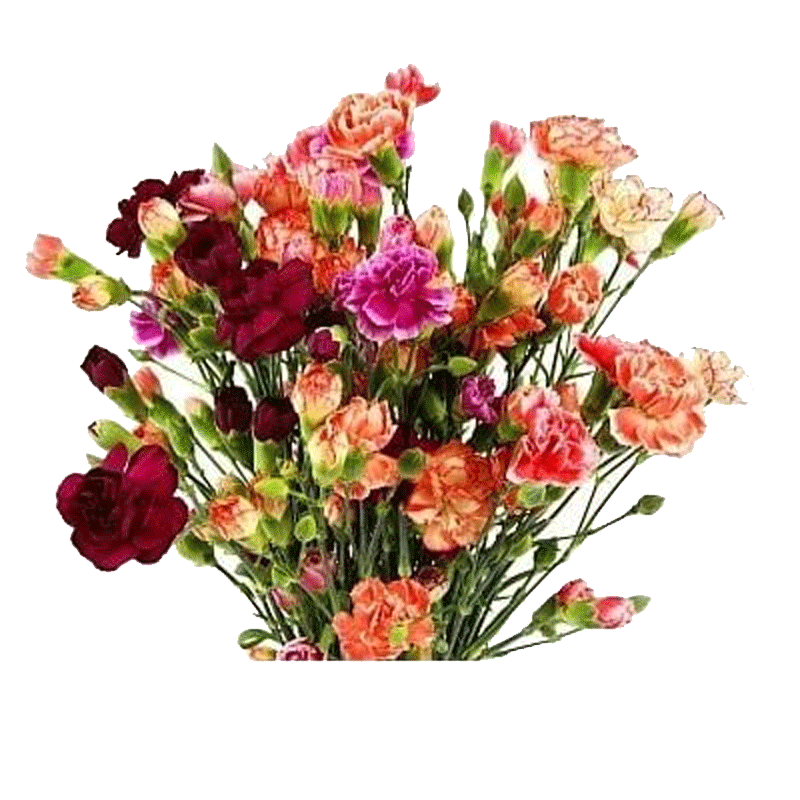 Picture of Fresh Mini Carnation Flower Bouquet - Ea