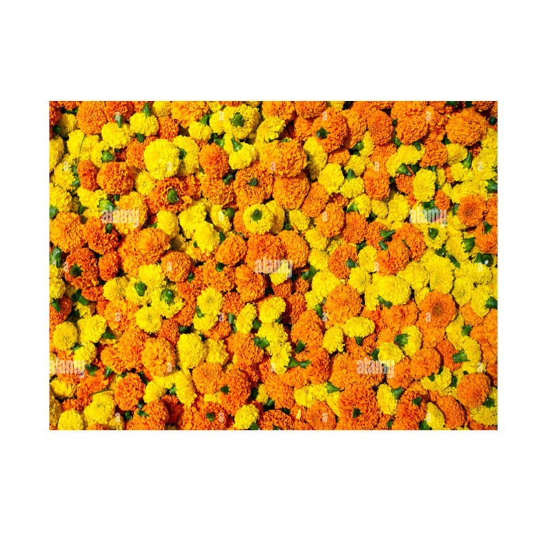 Picture of Bhupi Marigold Garland - EA