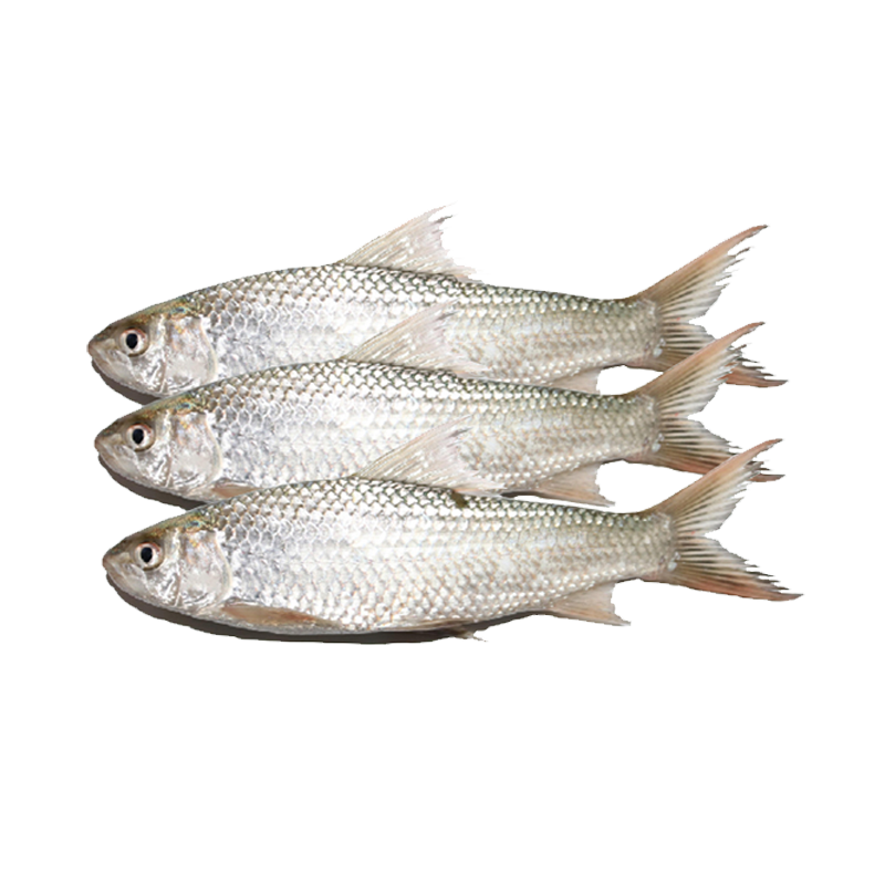 Picture of South Asian Foods Bata Fish FRZ - 1kg