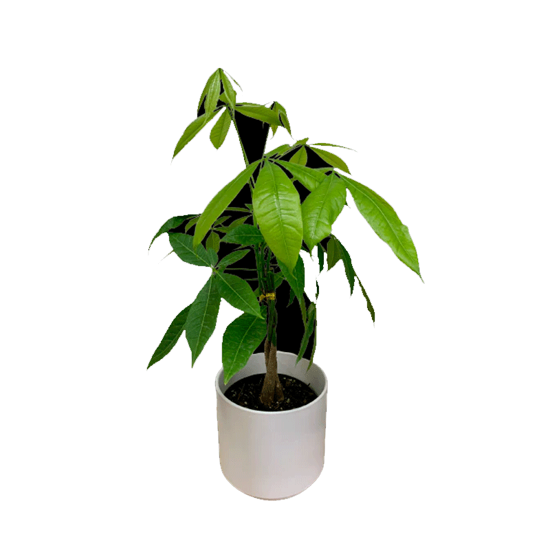 Picture of F Fresh Plant Money Tree 6"