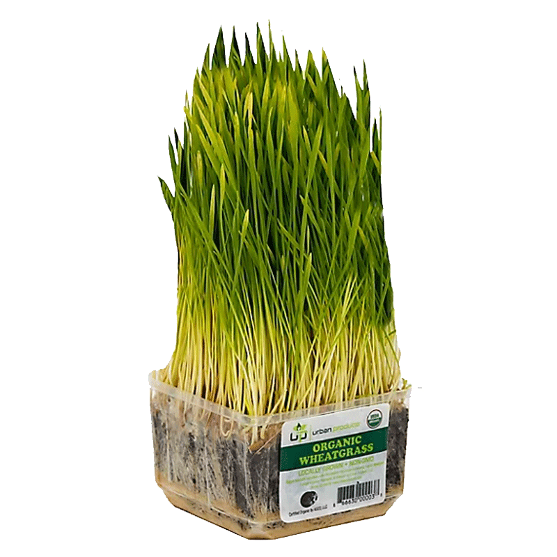 Picture of Organic Wheat Grass - EA