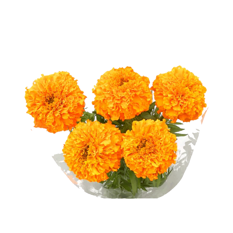 Picture of Fresh Marigold - 5pcs