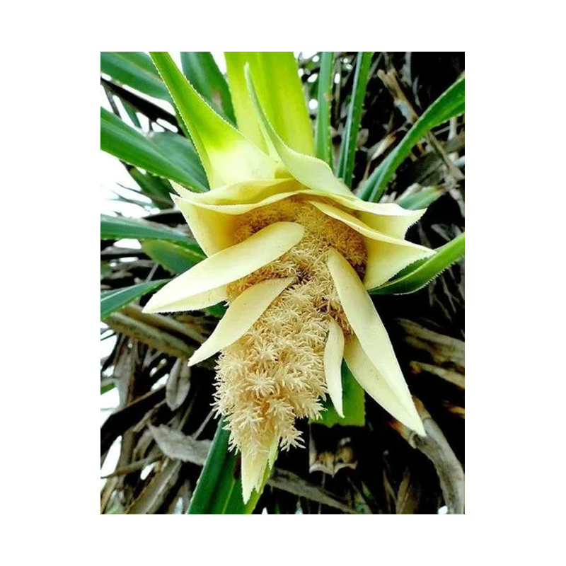Picture of Fresh Thazhampoo - 1pc