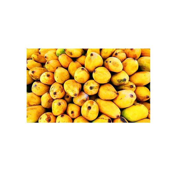Picture of Indian Mango Organic Alphonso Case Only